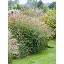 Miscanthus Sinensis 39 Adagio 39 X2f Zwerg Chinaschilf 39 Adagio 39 Baumschule Newgarden Ornamental Grasses Grass Plants