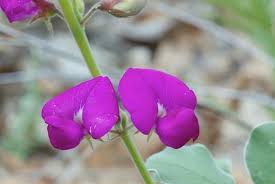 Image result for Tephrosia meisneri