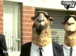 Camelbak manufactures hydration packs, water bottles, reservoirs, & more fit for any adventure. Toyota Cool Camels Youtube