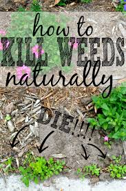 The simple answer is no. 3 Killer Ways To Get Rid Of Weeds Naturally First Home Love Life