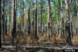 Tailoring Prescribed Fire for the Private Landowner