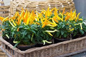 When planting your pepper plant into the container, use organic, rich potting soil; How To Grow Peppers Pepper Joe S