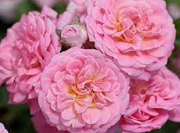 The fully double roses with loads of soft pink petals seem to float atop the. Rosa Meiswetdom Sweet Drift Kiefer Nursery Trees Shrubs Perennials