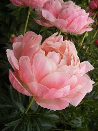 Many peony flowers are fragrant. Peonies Flowers Pretty Flowers Love Flowers