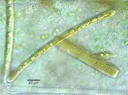 Image result for Entada bacillaris