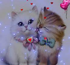 Lunapic Edit2055e1be7f2235e8b5a9bc8b1e80b23b Imgur Cute Wallpapers Cute Art Cute Animals