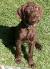 German Shorthaired Pointer Goldendoodle Mix