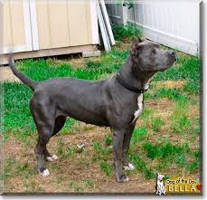 bella cane corso pitbull september 20 2011 pitbulls corso dog cane corso