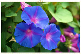 We did not find results for: 15 Japanese Flower Meanings And Where To Find Them Proflowers Blog