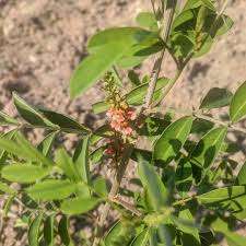 Image result for Indigofera oxalidea