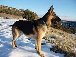 It's also free to list your available puppies and litters on our site. Vintar German Shepherd Home Facebook