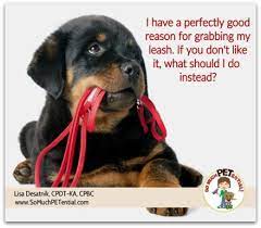 Do you take dogs on leash? Stop Dogs From Biting The Leash So Much Petential