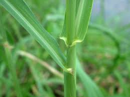 Image result for Echinochloa pyramidalis