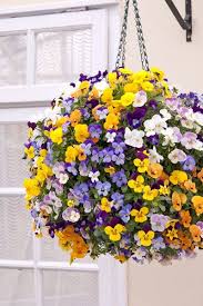 Buy 40 Plus 20 Free Large Plug Plants Viola Teardrops Mixed Delivery By Crocus Co Uk Hanging Flowers Hanging Flower Baskets Plants For Hanging Baskets