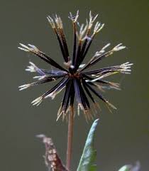 Image result for Bidens pilosa