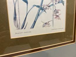 Image result for Oeceoclades saundersiana