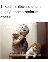 Kedi Miriltisinin Insan Sagli Uzerindeki 11 Ilginc Etkisi Kedi