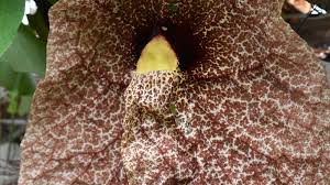 Image result for Aristolochia gigantea