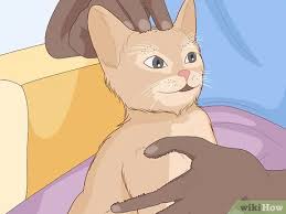 Kedi Nasil Sevilir 15 Adim Resimlerle Wikihow