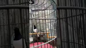 03/01/2014 pukul 11:58 dudung abdul muslim. Murai Batu Supak 2 Youtube