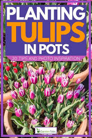 If you don't have space for a lush flower garden or if your outdoor space doesn't provide the necessary elements to produce the flower garden you have always wanted, why not. Planting Tulips In Pots 20 Tips And Photo Inspiration Garden Tabs