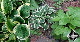 They come in a wide variety of shapes, sizes, and colors, as well. How To Divide Hostas Gardening Channel