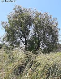 Image result for Faurea saligna