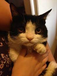 This Is Just A One Stop Shop For All Your Grumpy Cat Needs Reddit User Cataliades Is A Wonderful Person For Intr Grumpy Cat Humor Grumpy Cat Grumpy Cat Quotes