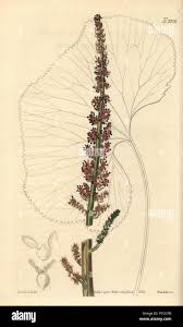 Image result for Gunnera perpensa