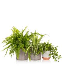 Pet owners can keep their greenery and their pets by. Pet Friendly Plant Bundle Houseplants Online Uk