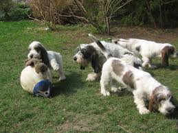 Image result for malý vendéeský hrubosrstý honič