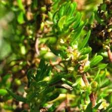 Image result for Anthospermum ammannioides