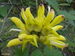 Image result for Catophractes alexandri