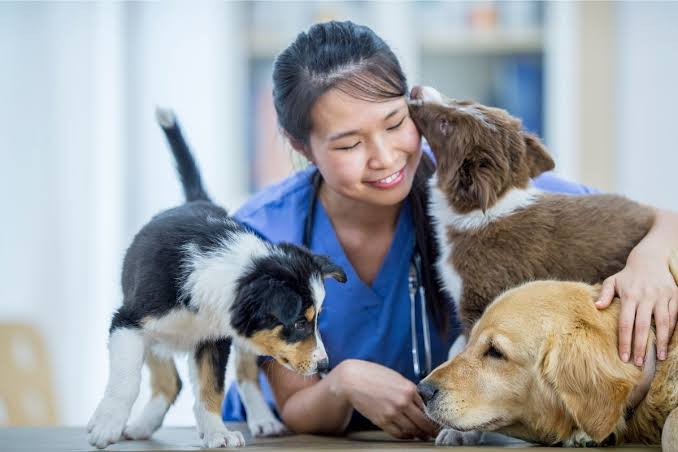 Veterinary Student Debt Assistance Program for Ohio Set to Begin - United  Spay Alliance