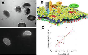 We did not find results for: Cell Membranes Sciencedirect
