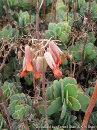 Image result for Kalanchoe fedtschenkoi