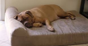 5 best dog beds for senior arthritic dogs cool dog beds orthopedic dog bed big dog beds