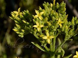 Image result for Kalanchoe laciniata