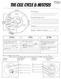Cell Cycle Mitosis Notes And Microscope Lab Biology Lessons Science Cells Cell Cycle