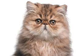 The Persian Cat Get To Know The Princess Of The Cat World