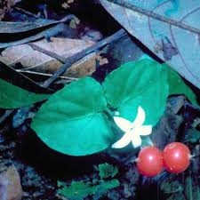 Image result for Dolichopentas