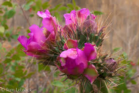 Image result for Opuntia imbricata