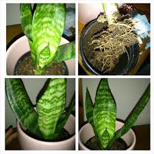 Stylish, modern & unique plants designed to impress. Snake Plant Not Growing