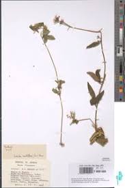 Image result for Virectaria