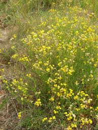 Image result for Nidorella resedifolia