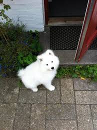 White Snowy Dog Samoyed Puppy Samoyed Dogs Cute Dogs