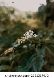 Image result for Petiveriaceae