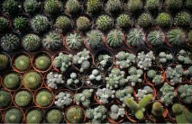 Honey, butterflies, strawberries…how about some cacti? 10 Things To Do In Cameron Highlands