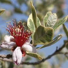 Image result for Feijoa sellowiana