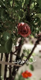 حتى في ذبولها جميلة christmas ornaments plant leaves holiday decor